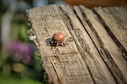 Araneus marmoreus / ***