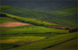 Shades of green ... ... / ***