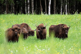 Pashkevich68 / Pashkevich68