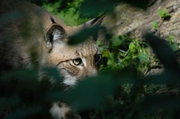 Huntress / ***