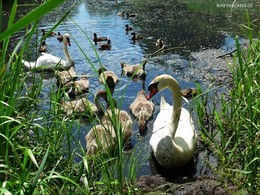 Swans / ***
