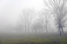 Foggy morning / ***