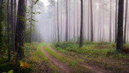 Foggy morning / ***