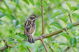 Reed bunting / ***