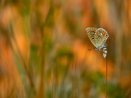 About a butterfly / ***