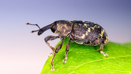 Weevil / ***