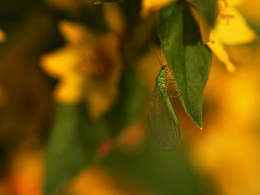Goldenes Auge / ***