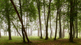 Morgen in den Wald / ***