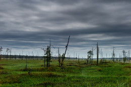 Swamp Garde / ***
