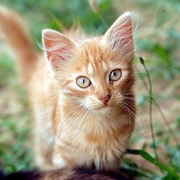 Kitty / ***