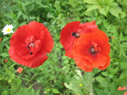 Mohn / ***