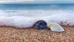 Yin-Yang- / ***