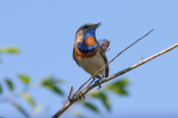 Blaukehlchen / ***