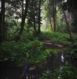 Morning in the forest / ***