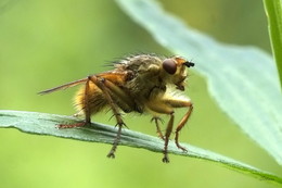Fliegen. / ***