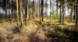 Path / ***