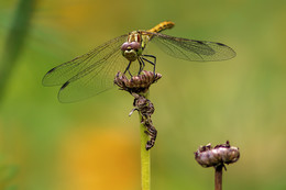 Dragonfly / ***
