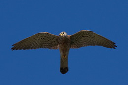 Auf der Jagd / ---