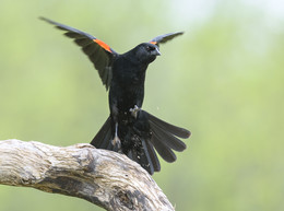Red-winged Blackbird (male) / ***