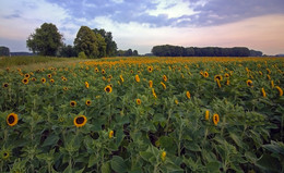 Sonnenblumen / ***