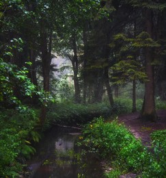 Morgen in den Wald / ***