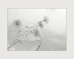 Daisies / ***