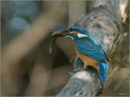 Fisherman / ***