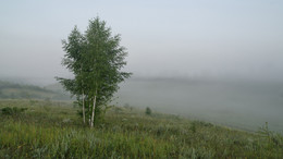 Foggy morning / ***