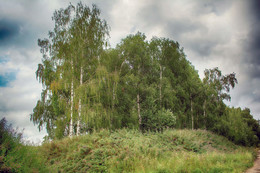 Birch. / ***