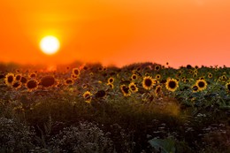 Children of the Sun / Pentax KR Takumar 70-200