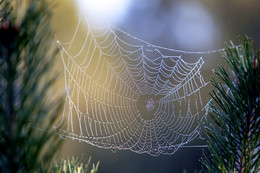 Morning dew / ***
