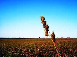 Russian field / ***