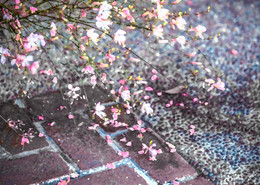 Flowers and Stones / ***