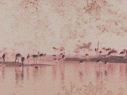 Flamingo / ***