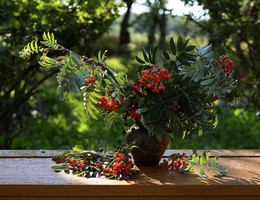 Šermukšnis / Šermukšnio uogos