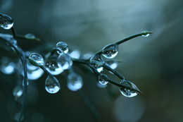 drops / ***