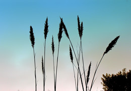 Rauschende Blätter ... / ***