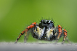 Philaeus chrysops / ***