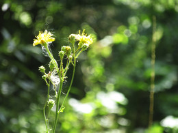 Piece of summer / ***