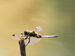 Falkenlibelle / Falkenlibelle Zweifleck, Epitheca cynosura (Common Baskettail)