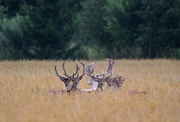 Pashkevich68 / Pashkevich68