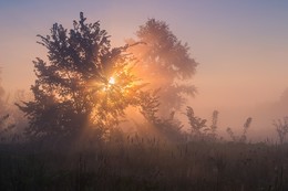 morning star / ***