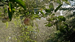 Sommer regen / ***
