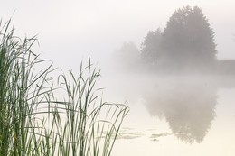 In the dense fog / ***