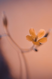 Macro / ...
