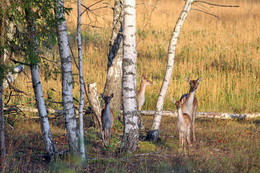 Pashkevich68 / Pashkevich68