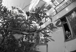 briar / ***