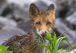 Fox / ***