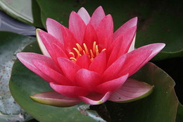 Lily. / ***