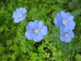 Flax / ***